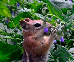 Chipmunk eating bluebells at Cedar Breaks National Monument, Utah