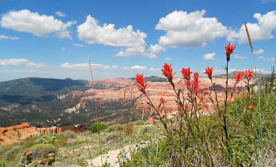 Indian paintbrush wildflowers wave at the view at Cedar Breaks National Monument, Utah