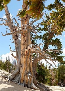 1,600 year old bristlecone pine tree, Cedar Breaks National Monument, Utah