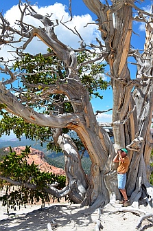 gnarled old bristlecone pine tree, Cedar Breaks National Monument, Utah