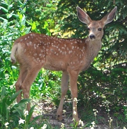 Young fawn at Cedar Breaks National Monument, Utah