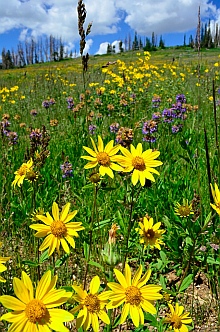 Wildflowers, Cedar Breaks National Monument, Utah
