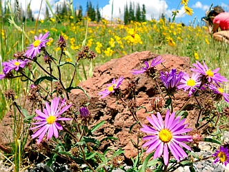Wild lavender daisies at Cedar Breaks National Monument, Utah