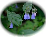 Bluebells, Cedar Breaks National Monument, Utah