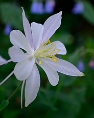 Columbine, Cedar Breaks National Monument, Utah