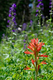 Red Indian Paintbrush at Cedar Breaks National Monument, Utah