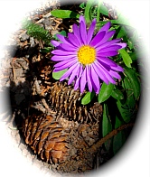 Purple daisies and pine cones at Cedar Breaks National Monument, Utah