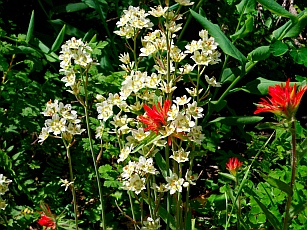 Wildflowers, Cedar Breaks National Monument, Utah
