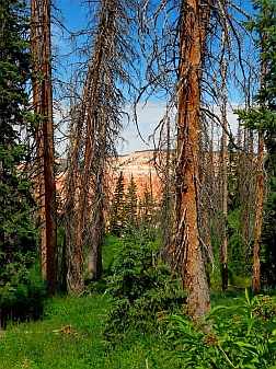 Redrock views through dead trees at Cedar Breaks National Monument, Utah