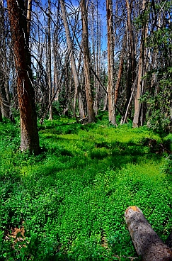 Alpine Pond Loop Trail goes through thick lush green vegetation in Cedar Breaks National Monument, Utah