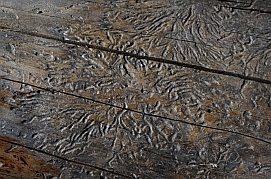 Nature's graffiti - worm-eaten wood - Cedar Breaks National Monument, Utah