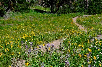 The Upper Loop of the Alpine Pond Trail, Cedar Breaks National Monument, Utah