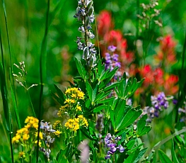 Colorful wildflowers, Cedar Breaks National Monument, Utah