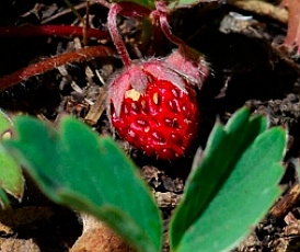 Wild strawberry at Cedar Breaks National Monument, Utah