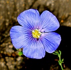 Wildflower at Red Canyon, Utah.