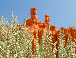 Hoodoos on Bird's Eye View Trail in Red Canyon, Utah.