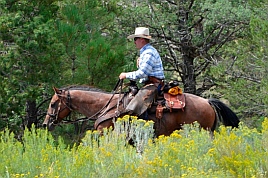 Horses on the Red Canyon bike path, Utah.