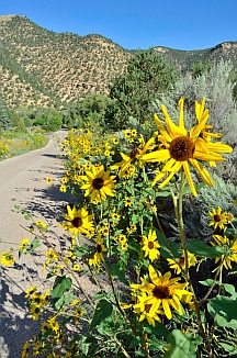 Wildflowers in Parowan, Utah