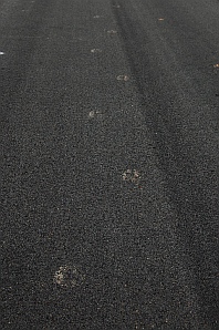 Moose tracks on the Trail of the Coeur d'Alenes Idaho