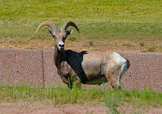 Big horn sheep wandered into the Las Vegas suburbs.