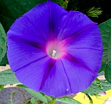 wildflower in Williams, Arizona