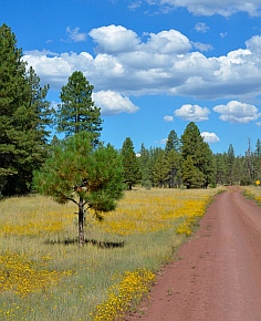 The road to Sycamore Canyon outside Williams, AZ