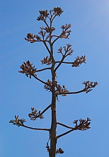 Sycamore Canyon, Kaibab National Forest, Williams, Arizona