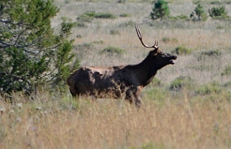 Elk bugling in Williams, AZ