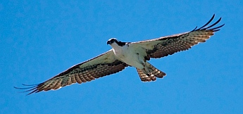 Osprey at Punta Chivato, Sea of Cortez, Mexico