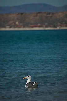 Wildlife at Punta Chivato, Sea of Cortez, Mexico