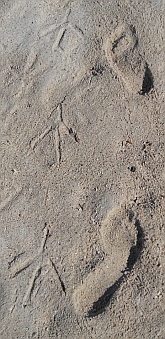 Footprints in the sand at Isla Coronado, Sea of Cortez, Mexico.