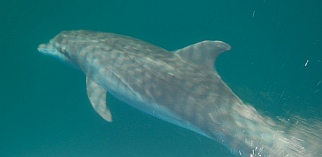 Dolphin swims underwater next to Groovy.