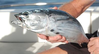 Closeup of the Skip Jack Tuna.