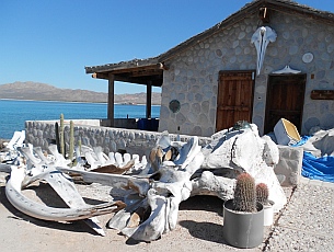 Whale museum, Isla Coyote, BCS, Sea of Cortez, Mexico.