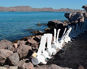 Whale museum, Isla Coyote, BCS, Sea of Cortez, Mexico.