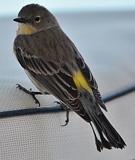 A yellow-rumped warbler at Isla San Francisco, BCS, Sea of Cortez, Mexico