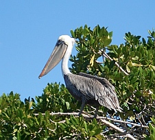In the mangroves at Bah&iacute;a Falsa & Bah&iacute;a Pichilingue, Mexico, a pelican pretends to be a heron.