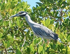 A heron in the mangroves at Bah&iacute;a Falsa & Bah&iacute;a Pichilingue, Mexico