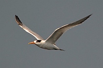 Tern flies over Santiago Bay