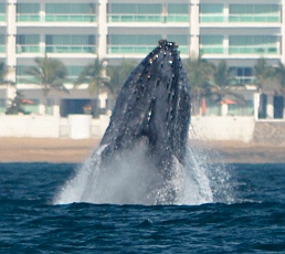 Humpback whale breaches in Santiago Bay Mexico
