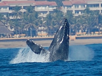 Breaching humpback whale in Santiago Bay Mexico