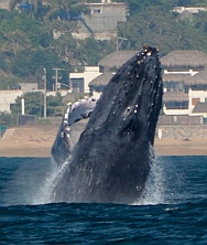 Breaching humpback whale in Santiago Bay Mexico
