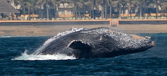 Breaching humpback whale in Santiago Bay Mexico