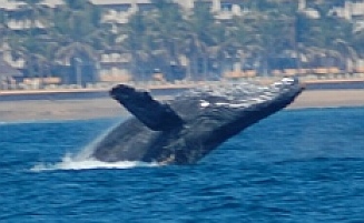 Breaching humpback whale in Santiago Bay Mexico