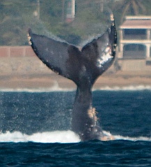 Breaching humpback whale in Santiago Bay Mexico