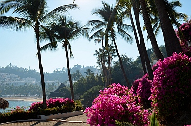 Bougainvillea and palm trees on the paths of Las Hadas Resort, Mexico.