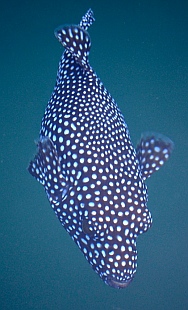 Polka-dotted puffer fish at the dock of Las Hadas Marina