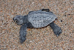 Baby sea turtle on Playa Ixtapa, Mexico.