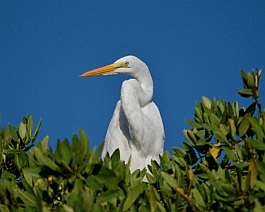 Snowy egret in the mangroves at the Ixtapa estuary sanctuary.