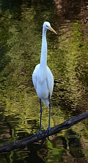 Snowy egret in the mangroves at the Ixtapa estuary sanctuary.